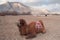 Herd of Bactrian camels with landscape of sand dune at Nubra Valley