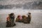 Herd of Bactrian camels with landscape of sand dune at Nubra Valley