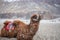 Herd of Bactrian camels with landscape of sand dune at Nubra Valley