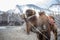 Herd of Bactrian camels with landscape of sand dune at Nubra Valley