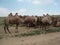 Herd of bactrian camels in the lonely steppe, Arkhangai province, Mongolia.