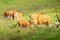 A herd of Bantengs relaxing while feeding in the field, cute mother grooming a little calf. Huai Kha Kaeng Wildlife Sanctuary,