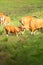 A herd of Bantengs relaxing while feeding in the field, cute mother grooming a little calf. Huai Kha Kaeng Wildlife Sanctuary,