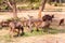Herd of Barasingha or Swamp Deer grazing. Indian wildlife animal