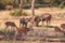 Herd of Barasingha or Swamp Deer standing and grazing. Wildlife photography