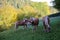 Herd of beautiful Haflinger horses in the paddock