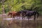 A herd of beautiful horses drinking water from river Gradac