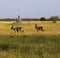 Herd of Beautiful Male Waterbuck