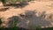 Herd of beautiful sand Arabian gazelles among old desert trees on a stoned hill in UAE