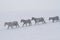 A herd of beautiful stately horses covered with snow and frosts walk along deep snowdrifts during a strong fog.