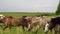 Herd of beautiful thoroughbred horses walks on a green field