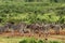 Herd of beautiful zebras on the grass covered fields near a hill in the forest