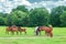 Herd of beauty wild horses and foal graze on green spring fields