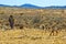 Herd of Bedouin sheep and goats