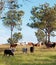 Herd of beef cattle