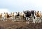 Herd of beef cattle at farm