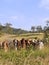 Herd of beef cattle in pasture