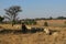 A herd of beige colored pregnant sheep  walking on a winter`s grass field with scattered trees