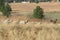 A herd of beige colored pregnant sheep  walking on a winter`s grass field with scattered trees