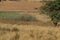 A herd of beige colored sheep and a Llama walking on a winter`s grass field with scattered trees