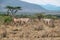 A herd of Beisa Oryx at Samburu National Reserve, Kenya