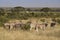 Herd of Beisa oryxes, Samburu, Kenya