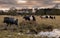 A herd of Belted Galloway cattle moving through a field at sunset in winter