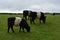 Herd of Belted Galloway Cows Grazing in a Field