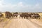 Herd of big wild elephants crossing dirt roadi in Amboseli national park, Kenya.