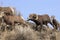 Herd Of Bighorn Sheep