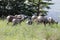A herd of bighorn sheep grass in long grass
