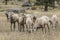 Herd of bighorn sheep near Thompson Falls, Montana