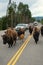 Herd of bison blocking road in Yellowstone National Park, Wyomi