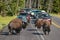 Herd of bison blocking road in Yellowstone National Park, Wyomi