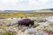 Herd of bison buffalo grazing at Yellowstone National Park