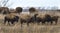 A herd of bison in early winter.