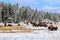 Herd of bison feeding in a snowy field, Yellowstone National Park, Wyoming