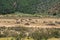 A herd of bison at the foot of the green hills