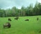 Herd of bison graze on green pasture