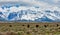 Herd of Bison Graze in the Meadow in Grand Tetons National Park