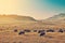 Herd of bison grazes on US prairies