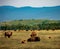 Herd of bison grazing on a grassy field at the Grand Teton National Park in Wyoming