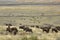 Herd of bison grazing in Lamar Valley, Yellowstone Park, Wyoming