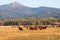 Herd of Bison grazing in the plains