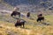 Herd of Bison grazing in Yellowstone National Park