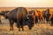 Herd of bison. Group of buffalo grazing on the green meadow. Prairie landscape