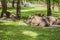 Herd of bison lying on the grass , Bialowieza National Park