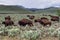 Herd of bison on the move in Yellowstone National Park