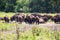 Herd of Bison on a Range