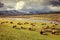 Herd of bison at sunset in Hayden Valley in Yellowstone National Park